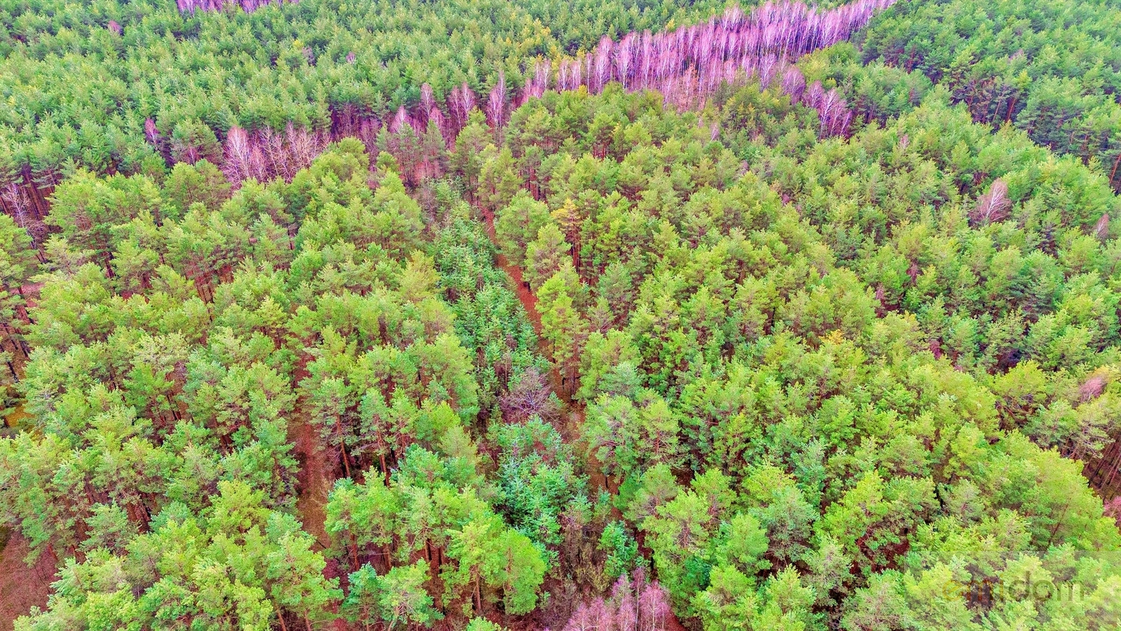 Działka Sprzedaż Kalinowo